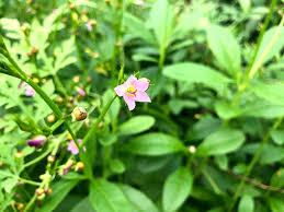 Image result for Talinum portulacifolium