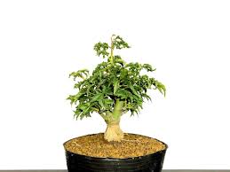 Maybe you would like to learn more about one of these? Bonsai Acer Palmatum Japanese Maple Momiji Shishigashira Small Size Bonsai Online Shopping Site Of Bonsai Treesfrom Japan