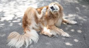 Does Your Dog Have Itchy Ears