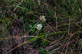 Image result for Isoglossa laxiflora