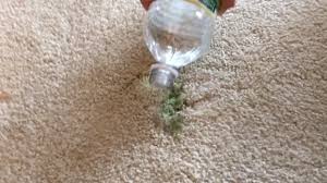 If you just noticed the slime on your carpet after it has been there for a period of time, apply a few ice cubes over it and leave on the area until the slime continue reading for some exciting and effective cleaning strategies that will teach you how to get lipstick out of your carpet. How To Get Wet Or Dry Slime Out Of Carpets Xcleaning Net Your Cleaning Tips