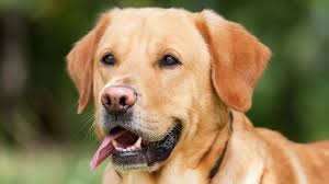 Arti mimpi anjing yang pertama yang sering muncul di mimpi adalah digigit anjing. Arti Mimpi Digigit Anjing Benar Bakal Alami Kerugian Besar