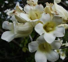 Image result for Rothmannia globosa