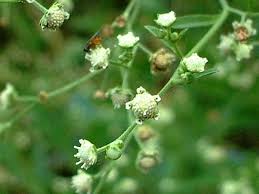 Image result for Parthenium hysterophorus