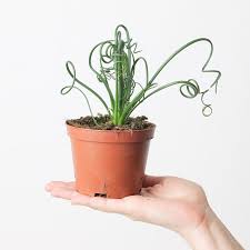 Image result for Albuca