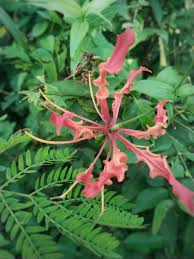 Image result for Colchicaceae