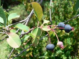 Image result for Amelanchier ovalis