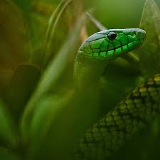 National Geographic On Instagram Photo By Mattiasklumofficial For Natgeo Like Other Elapid Snakes The Venom Of The Jameson S Mamba Snake Snake Venom Snake