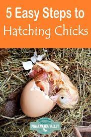 How To Hatch Chicken Eggs Successfully With An Egg Incubator In 5 Easy Steps Raisingchickens Backyardc Hatching Chickens Incubating Chicken Eggs Chicken Diy