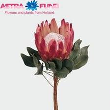 Image result for Platycoryne protearum