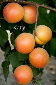 In general, the variability for each variety over the three years studied was low although 'currot', the variety with the lowest chilling requirements, showed a high variability with a. Low Chill Apricots Ask The Green Genie