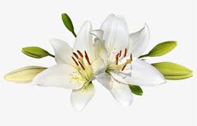 Maybe you would like to learn more about one of these? Vintage Easter Angels Cross Daffodil Easter Lily Flowers Png Files 4418 Easter Clipart Instant Digital Download Clip Art Art Collectibles Kromasol Com