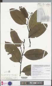 Image result for Klainedoxa