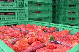 Le fragole non sono tutte uguali: La Nuova Varieta Melissa Sara Il Futuro Della Fragola In Campania