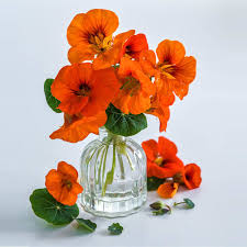 Image result for Nasturtium