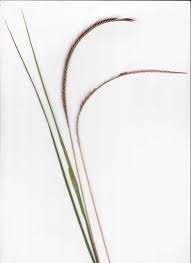 Image result for Enteropogon