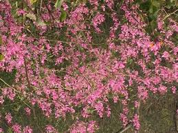 Image result for Hionanthera