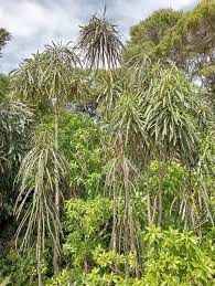 Image result for Pancovia holtzii