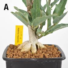 Image result for Adenia repanda