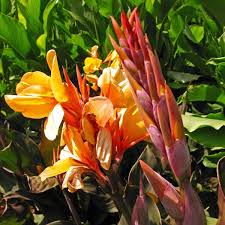 Image result for Canna indica
