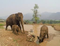 Résultat de recherche d'images pour "happy elephant"