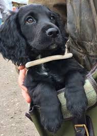 Black And Tan Cocker Spaniel For Sale Los Angeles Working Cocker Spaniel Puppy Enjoying A Taste Of The Easy Life Englishcockerspaniel Black Cocker Spaniel Puppies Cocker Spaniel Puppies Spaniel Puppies