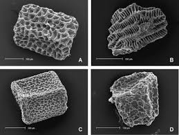 Image result for Sebaea sedoides