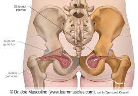 Obturator Internus Learn Muscles