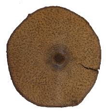 Image result for Motandra lujaei