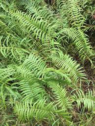 Image result for Cyclosorus striatus