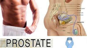 Hasil gambar untuk prostat itu apa