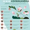 How quickly does ashwagandha work. 1