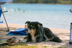 Pearl kopfstütze strand, sonnenschutz für liegestuhl. Urlaub Mit Hund Am Meer Worauf Achten Reisetipps Strand Ratgeber