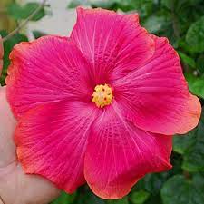 Pin On Flowers I Love