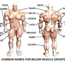 Some muscle names indicate the number of muscles in a group. Major Muscle Names Fitness Bodybuilding Motivation And Nutrition Plan Facebook