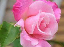 Rosa Dunham Massey ('Beajelly')