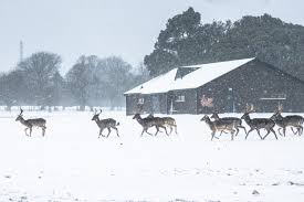 Check spelling or type a new query. Lawless Ireland Photography Winter Aesthetic Beast From The East Snow Storm Dublin 2018
