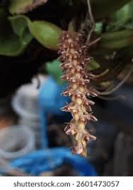Image result for Bulbophyllum intertextum