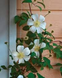 Repeat white blooming clematis!clematis huldine needs a supporting structure to grow properly.clematis huldine is easy mulch the base of the plant to keep the roots cool and shaded. The Many Faces Of Clematis Finegardening