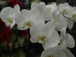 Are tulips annuals or perennials? Orchids Home Garden Information Center