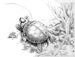 Answered mar 28 '17 at 10:26. Pen And Ink Drawings By David M Carroll The Carroll Studio Gallery