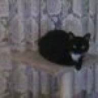 Wenn eine katze ins bett pinkelt, ist dies häufig ein ernstzunehmendes signal für stress, unsicherheit oder eine körperliche erkrankung. Katze Uriniert Auf Sofa Und In Vereinzelte Ecken Katzenforum Mietzmietz Das Forum Uber Katzen