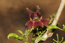 Image result for Markhamia zanzibarica