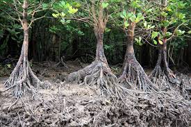 Image result for Ceriops