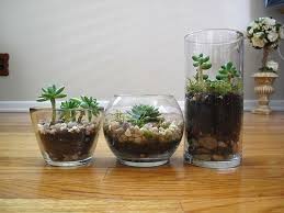 Tutorial How To Make A Terrarium How To Make Terrariums Plant In Glass Succulents