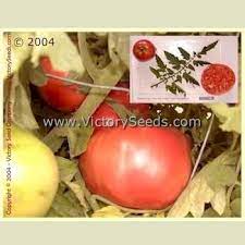 Gulf coast inhabitants enjoy one of the longest growing seasons in the whole united states, of nine months or more out of the year. Tomato Solanum Lycopersicum Gulf State Market Livingston S Strain In The Tomatoes Database Garden Org