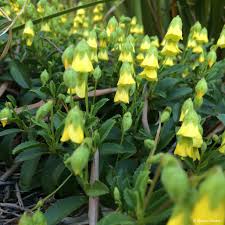 Image result for Hermannia seineri