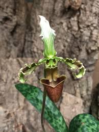 Image result for Rhipidoglossum rutilum