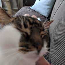 Founded in 2006, power pet sitter is a versatile and flexible scheduling software that has helped many small and large pet sitting companies grow across the usa and canada. Power Pet Sitter Powerpetsitter Twitter