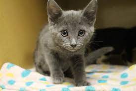 Read about our story as if unfolds in 2021. Halo Animal Rescue Linkedin
